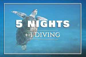5-nights-diving