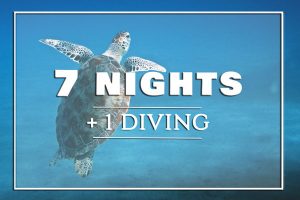 7-nights-diving